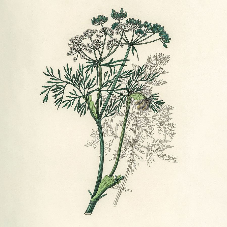 Cuir de Russie – Image 6