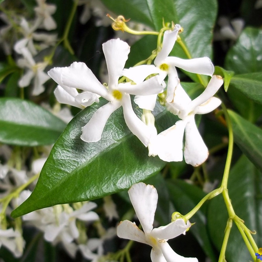 Les muses Godet – Image 6