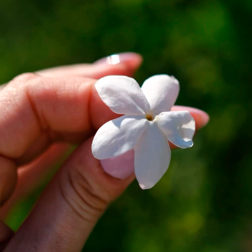 Fleurs de Reine – Image 4