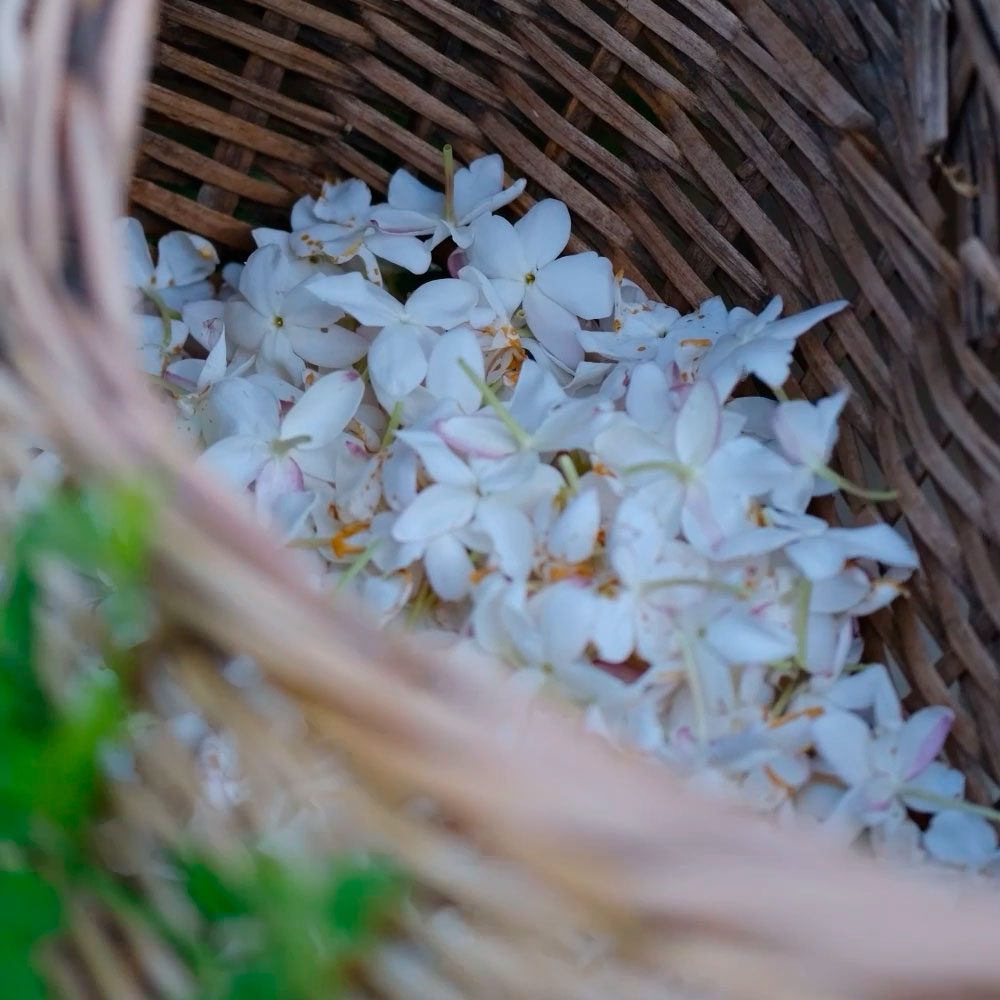 Les muses Godet – Image 5