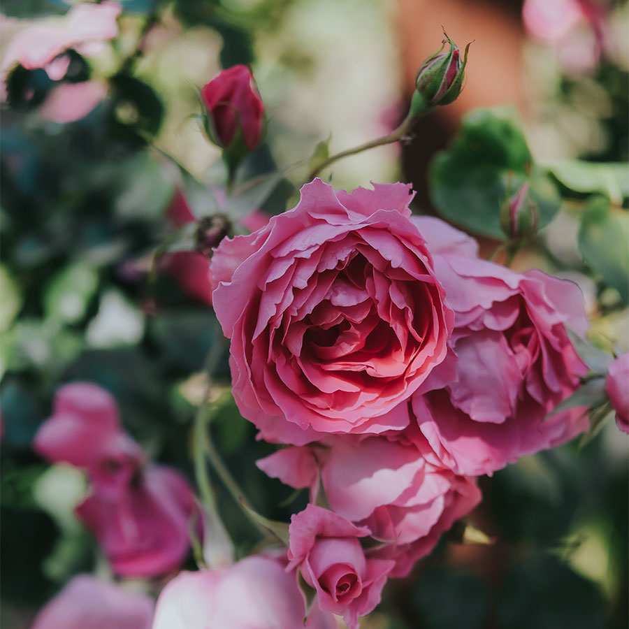 Petite fleur bleue – Image 6