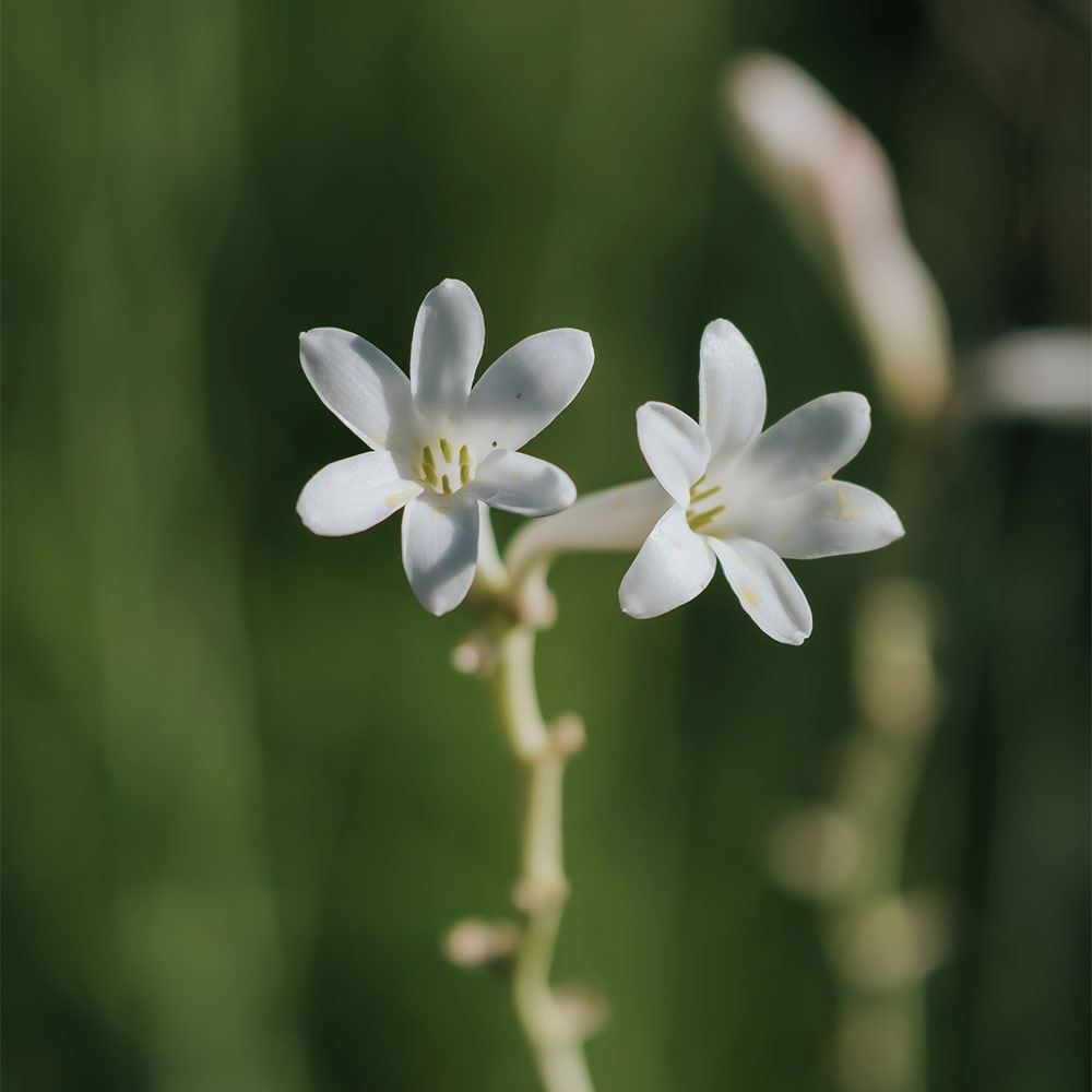 Divinité – Image 3