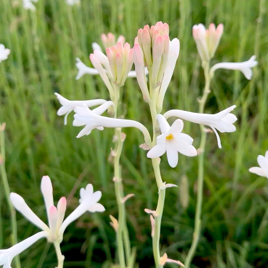 Divinité – Image 5