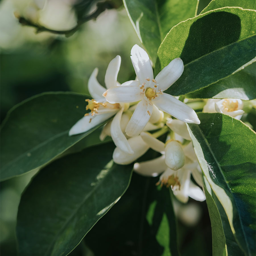 Absolu d’oranger – Image 5