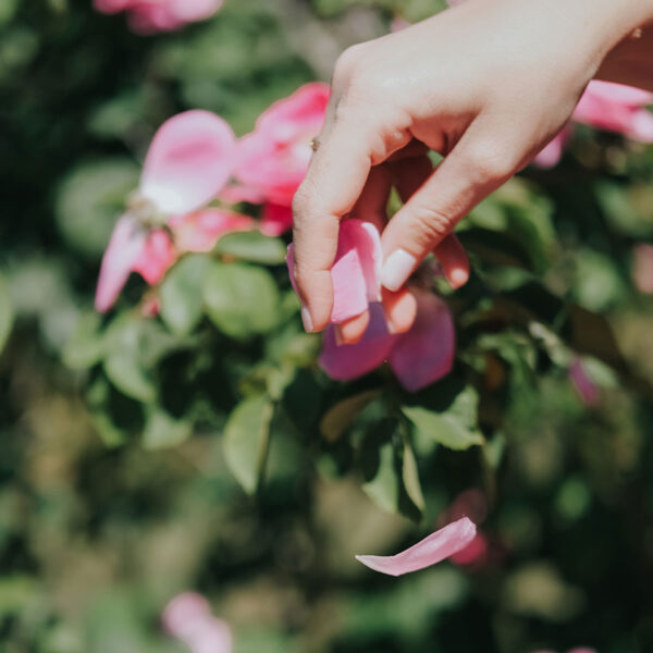 Extroverted Flower Les roses Godet - Parfums Godet
