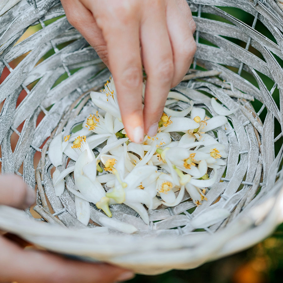 Absolu d’oranger – Image 4