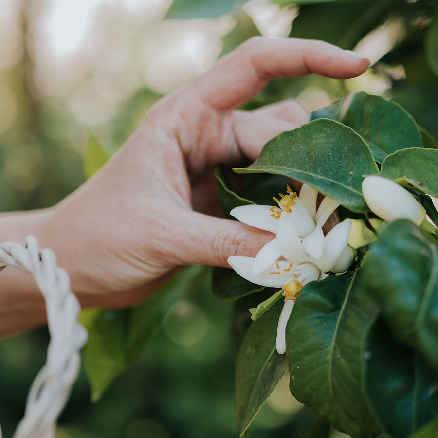 Absolu d’oranger – Image 3