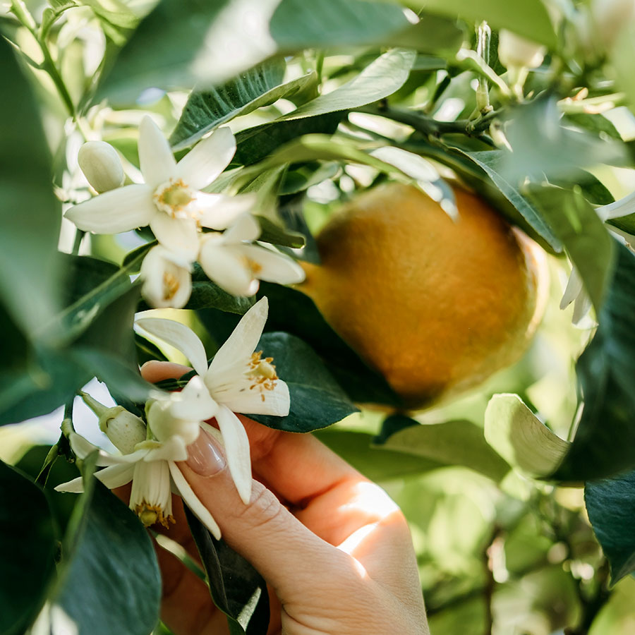 Absolu d’oranger – Image 2