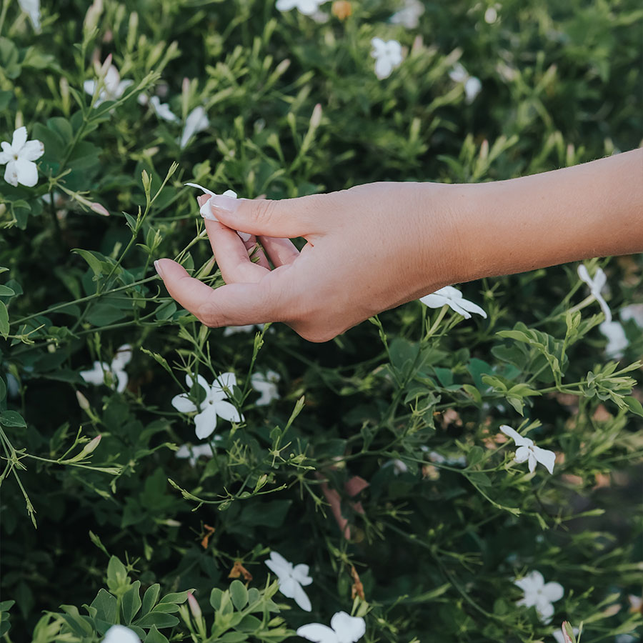 Divin Mensonge – Image 2