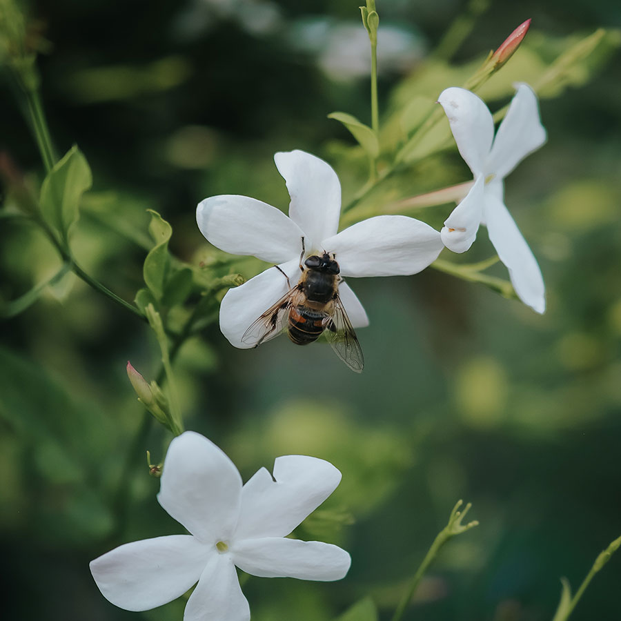 Divin Mensonge – Image 4