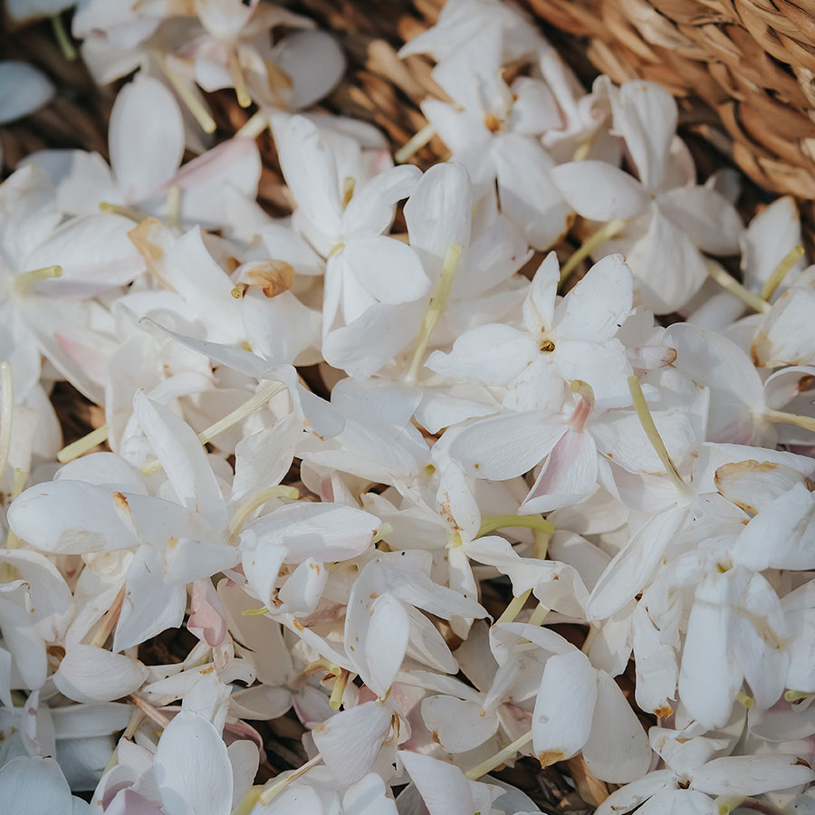 Divin Mensonge – Image 6