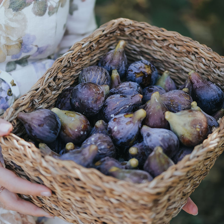 Sous le figuier – Image 4