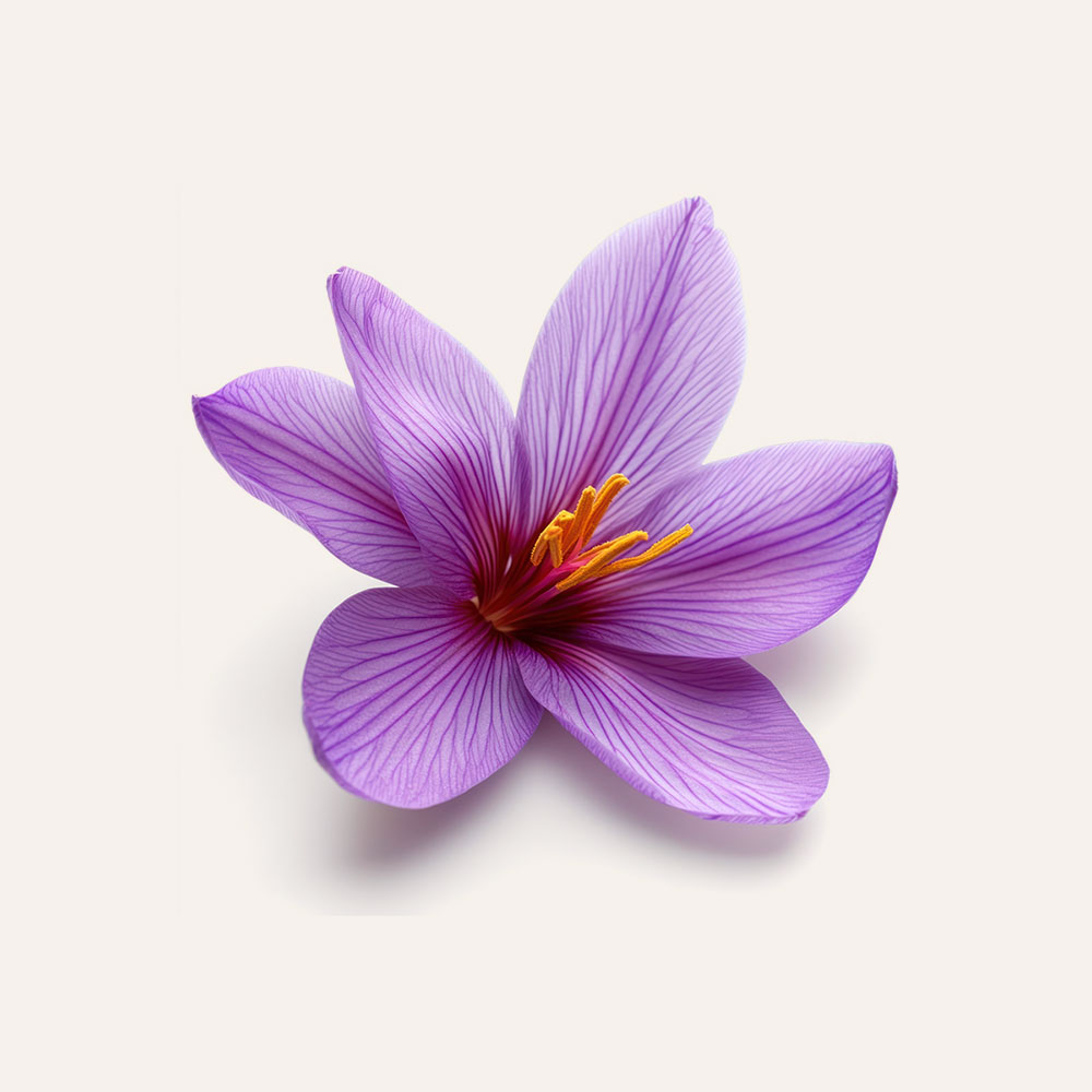 Empire des Sens – Image 5