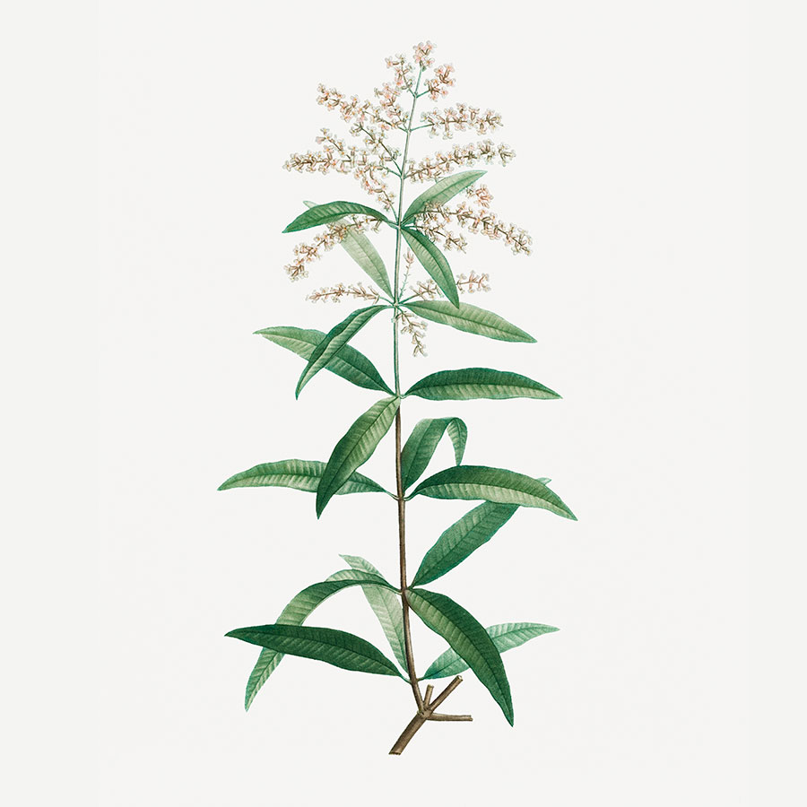 Joie de vie – Image 3